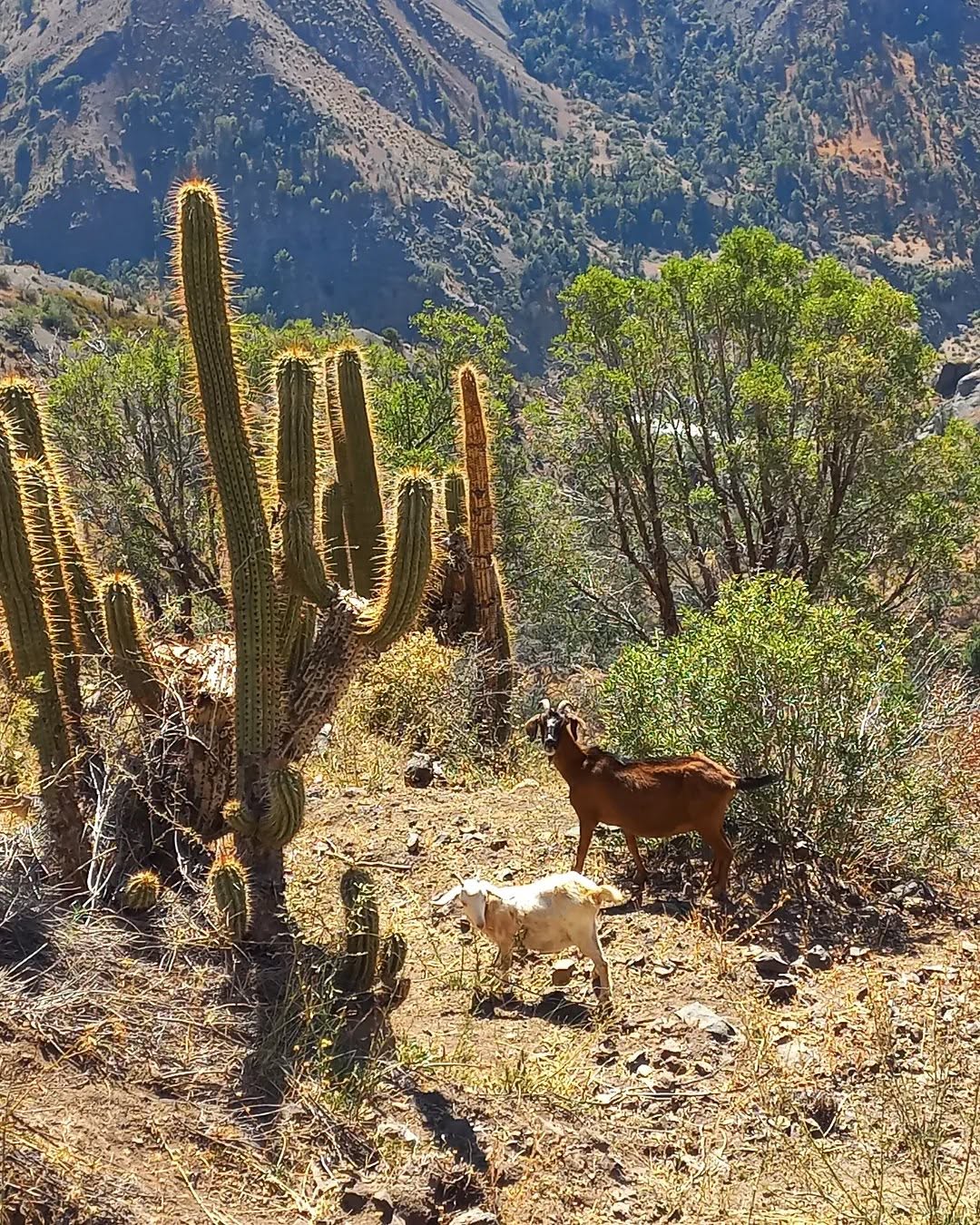 Native cacti and grazing goats in the Cajón del Maipo, Chile