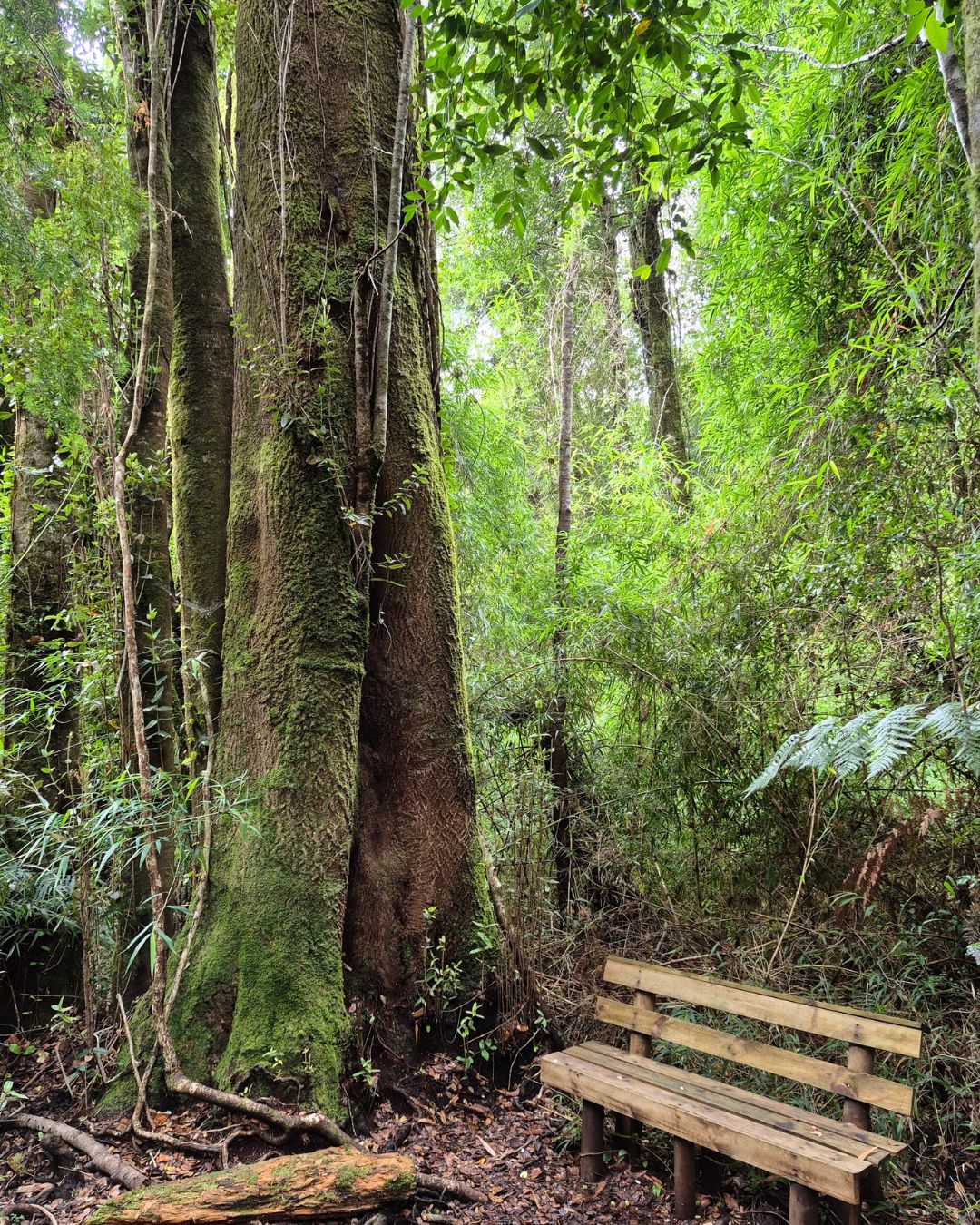 Bench in the Valdivian rainforest