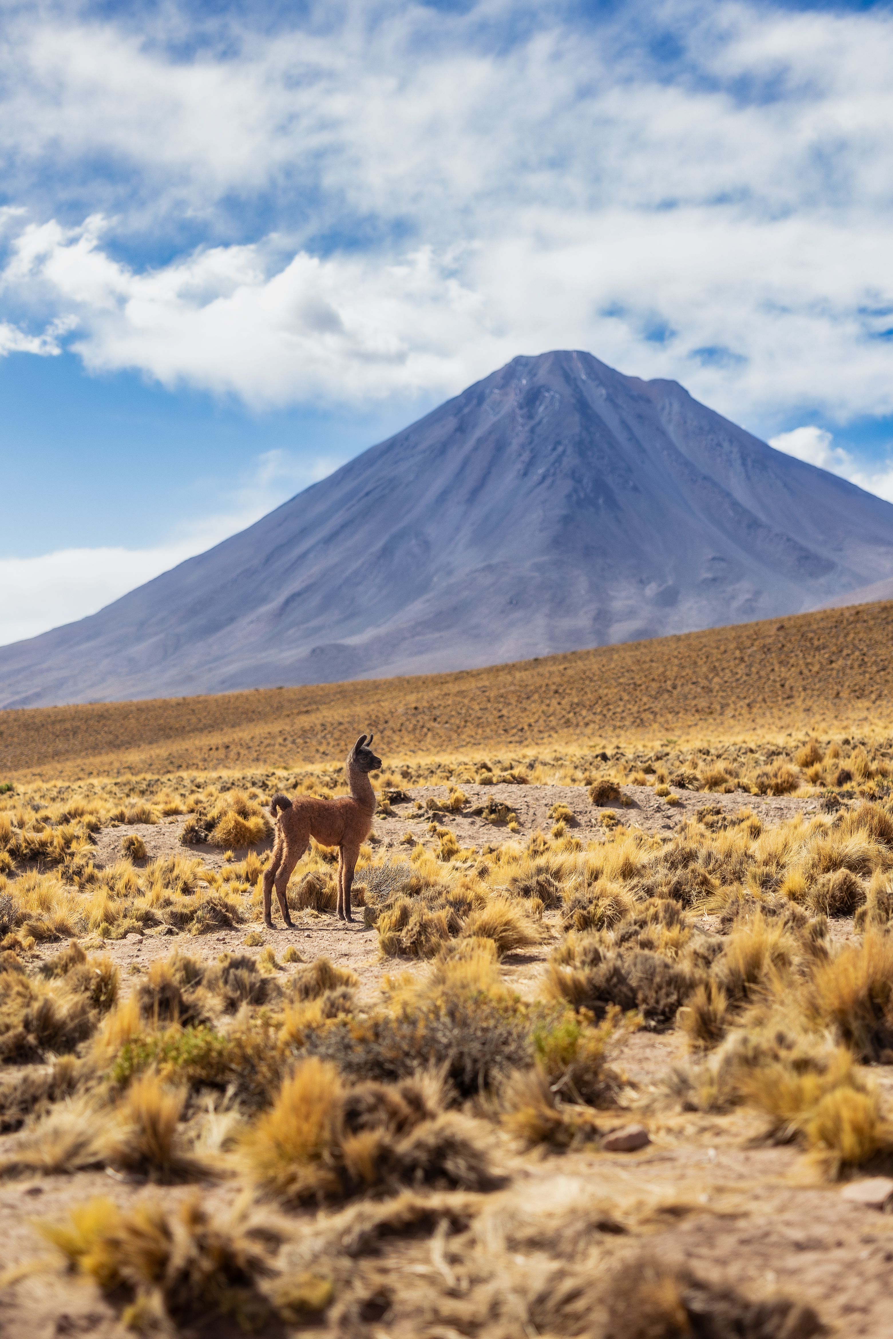 Atacama Desert (coming soon)